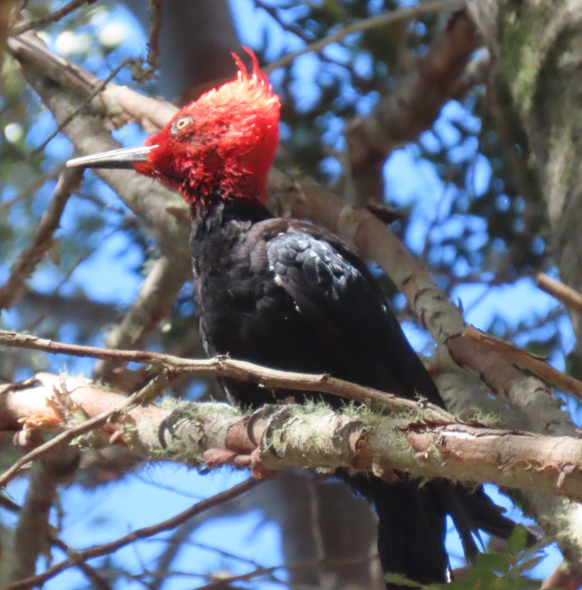 Magellanic Woodpecker - ML631926680