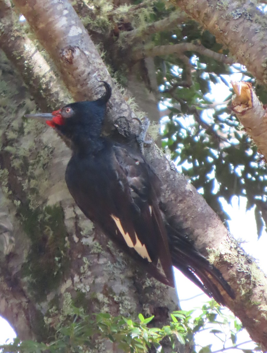 Magellanic Woodpecker - ML631926681