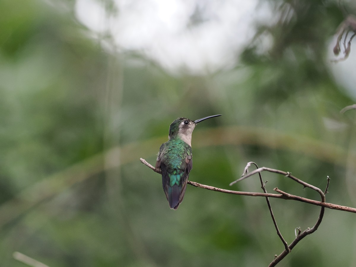 Wedge-tailed Sabrewing (Wedge-tailed) - ML631926699