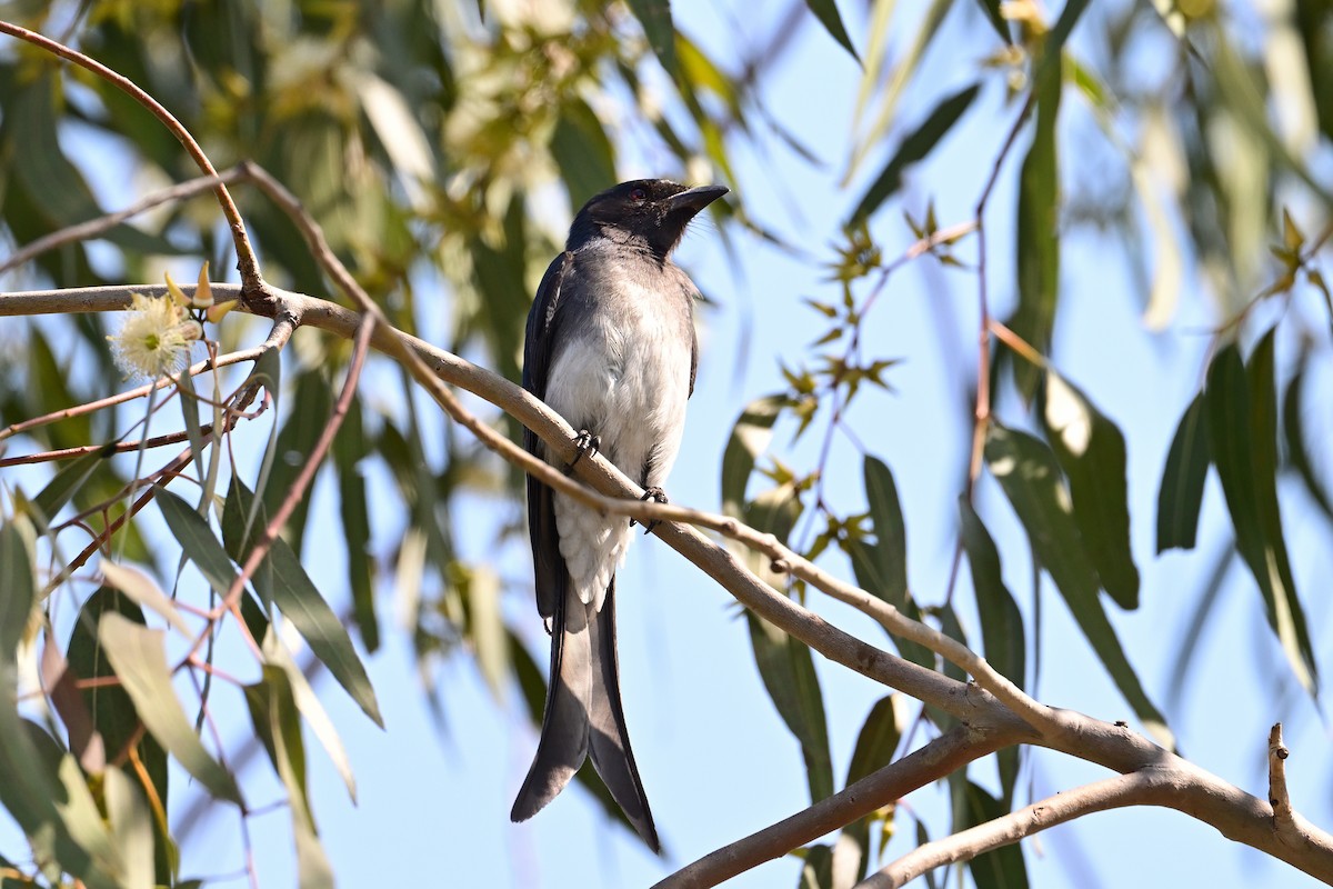 White-bellied Drongo - ML631926705