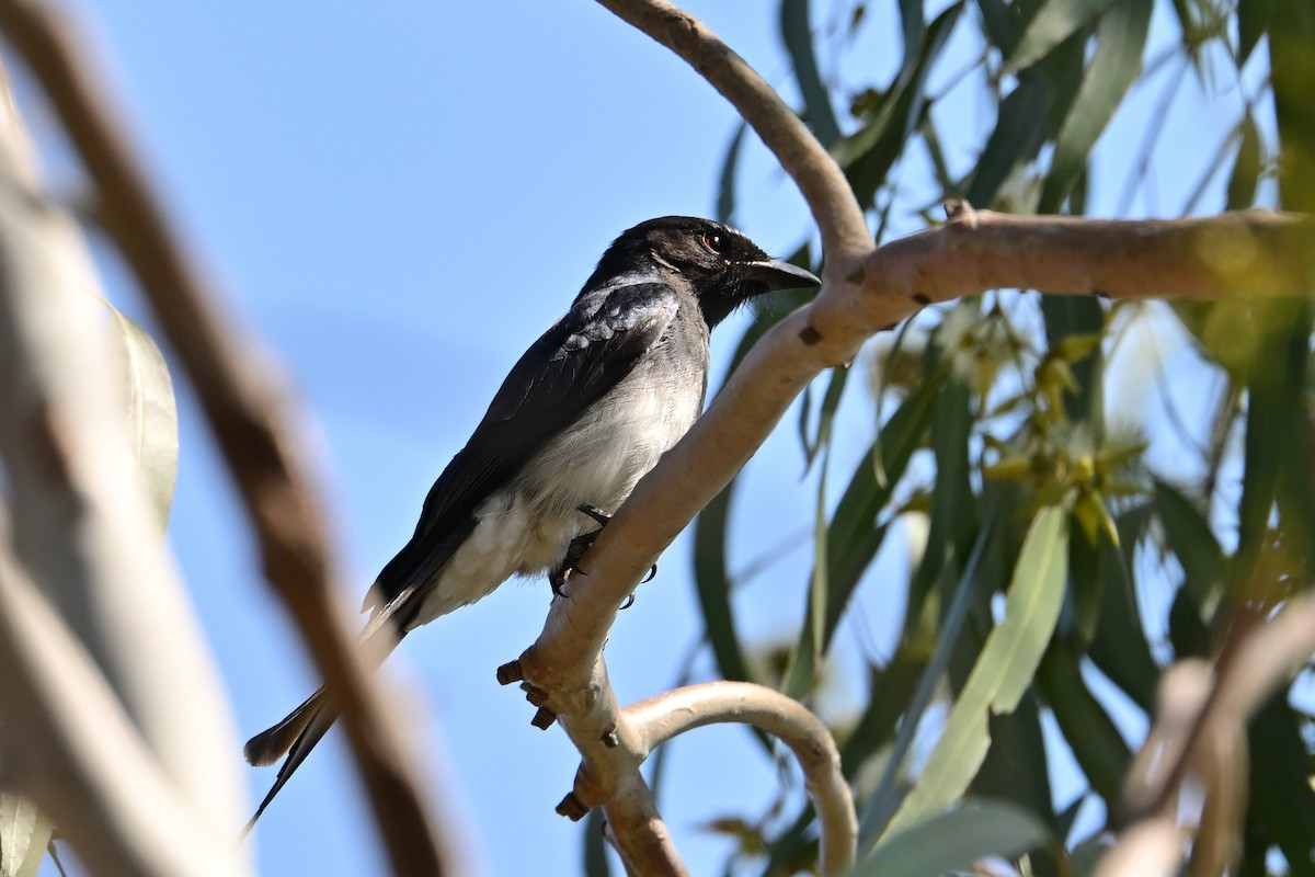 White-bellied Drongo - ML631926715