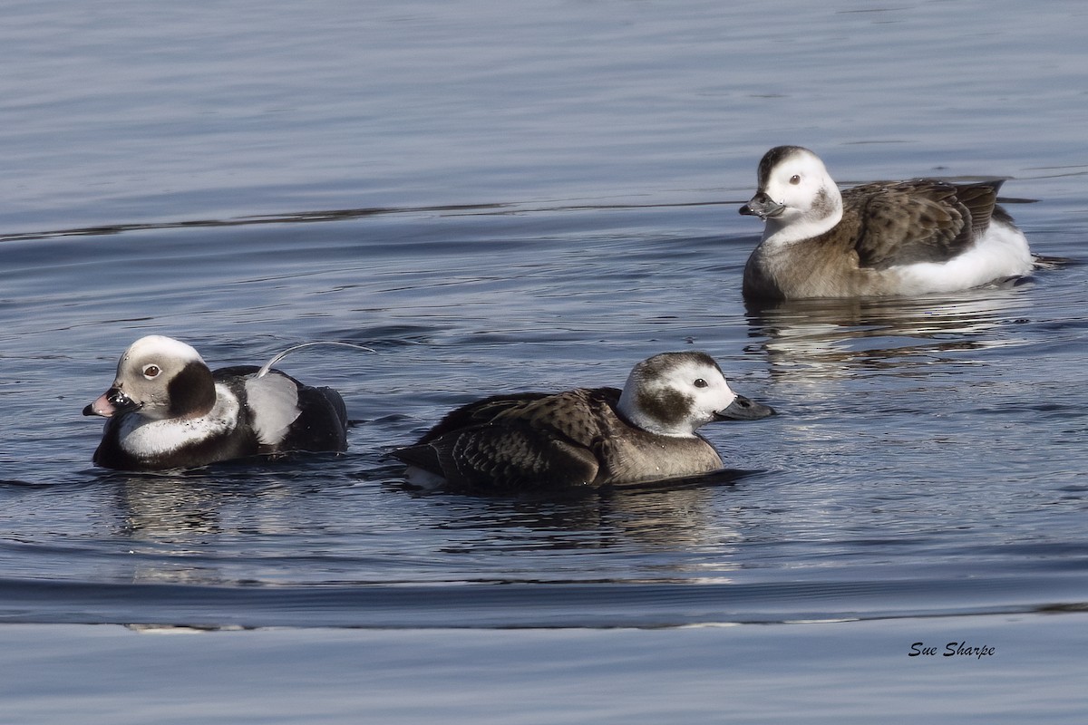 Long-tailed Duck - ML631926894