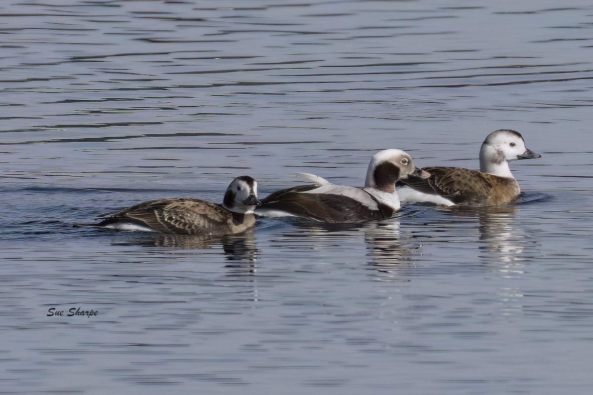 Long-tailed Duck - ML631926895