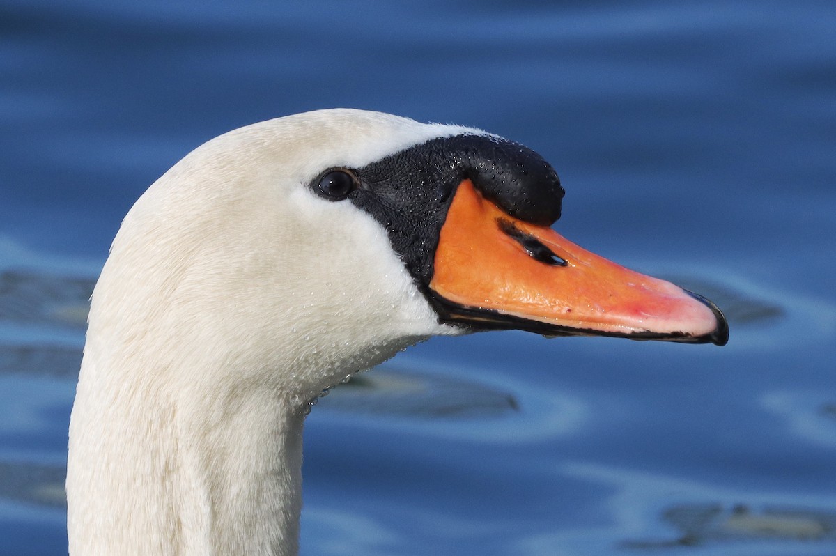 Mute Swan - ML631926992
