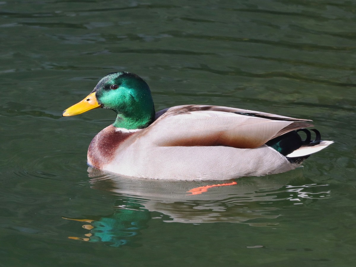 Mallard - ML631927003