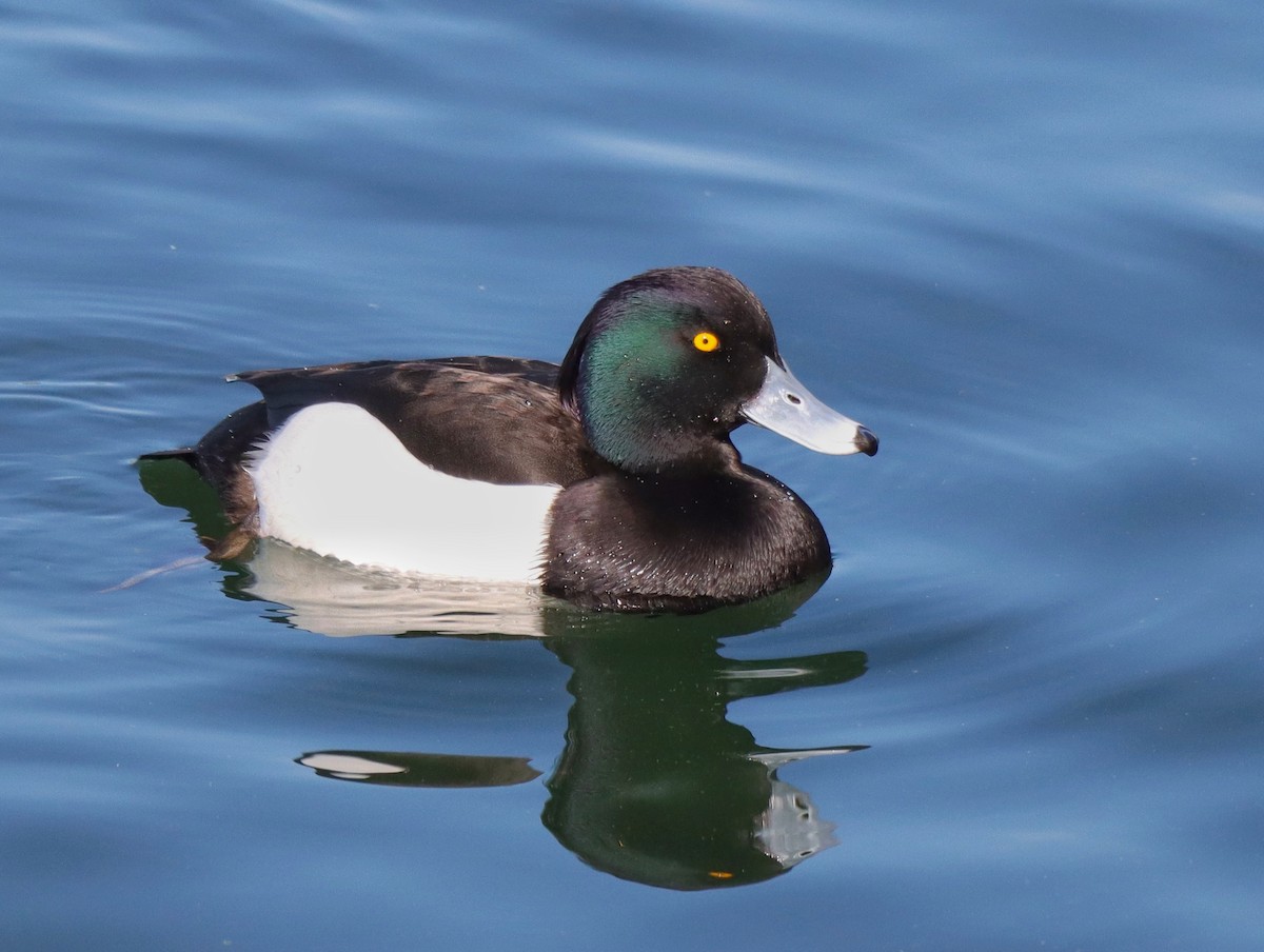 Tufted Duck - ML631927020