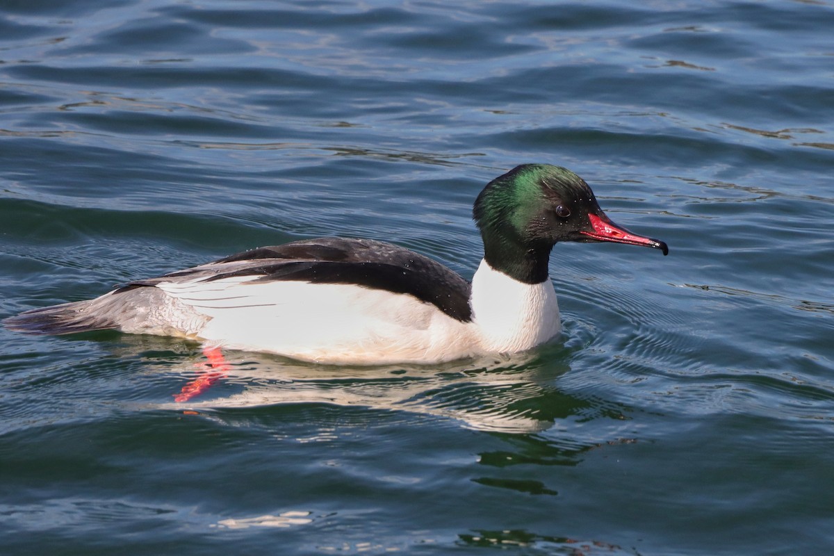 Common Merganser - ML631927045
