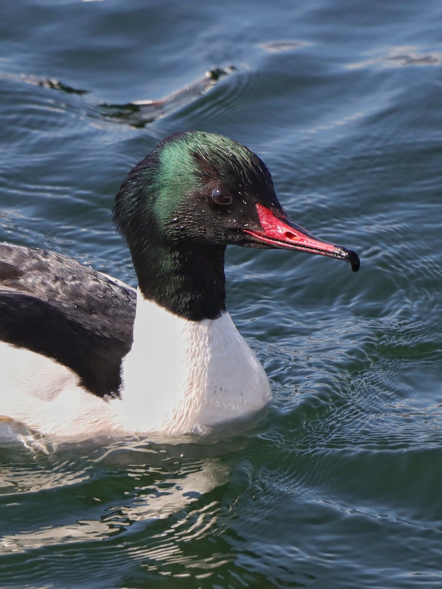 Common Merganser - ML631927046