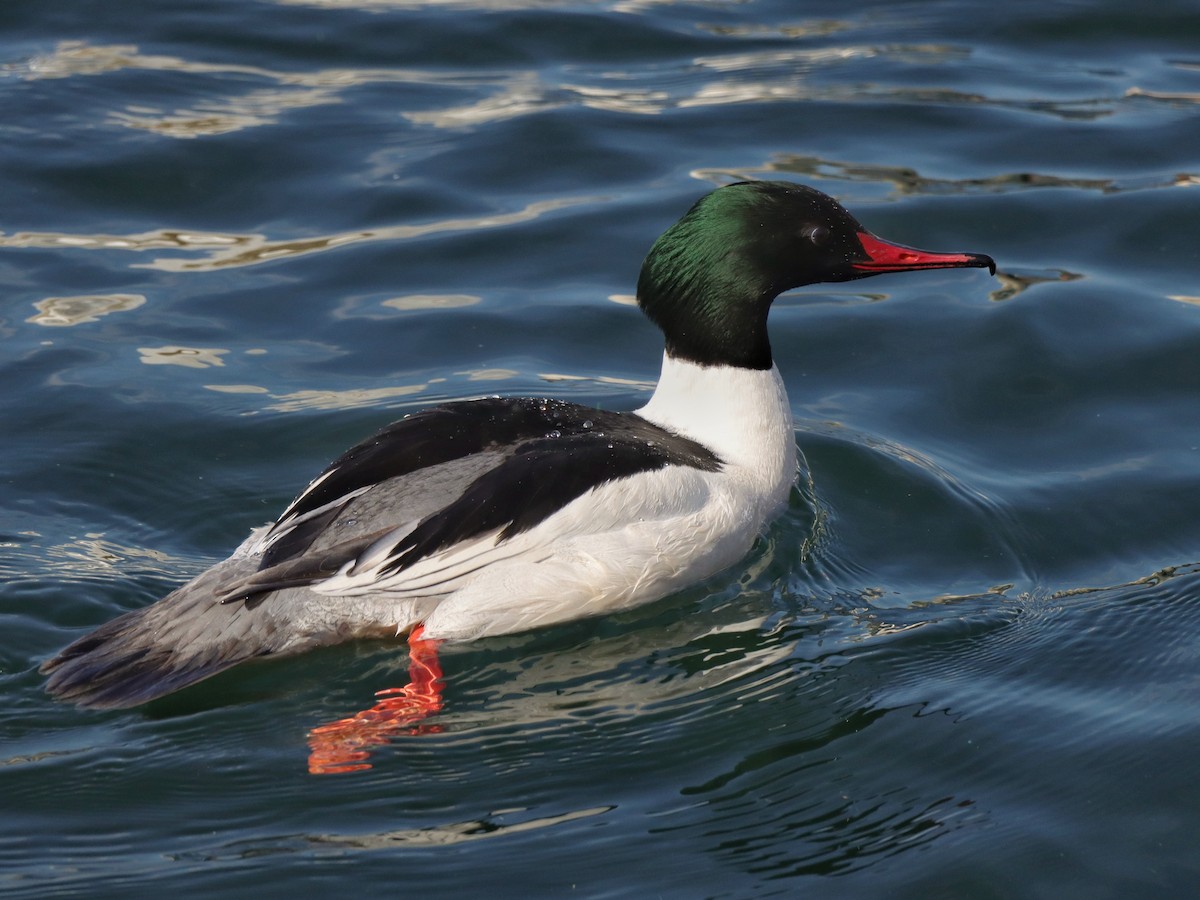 Common Merganser - ML631927047