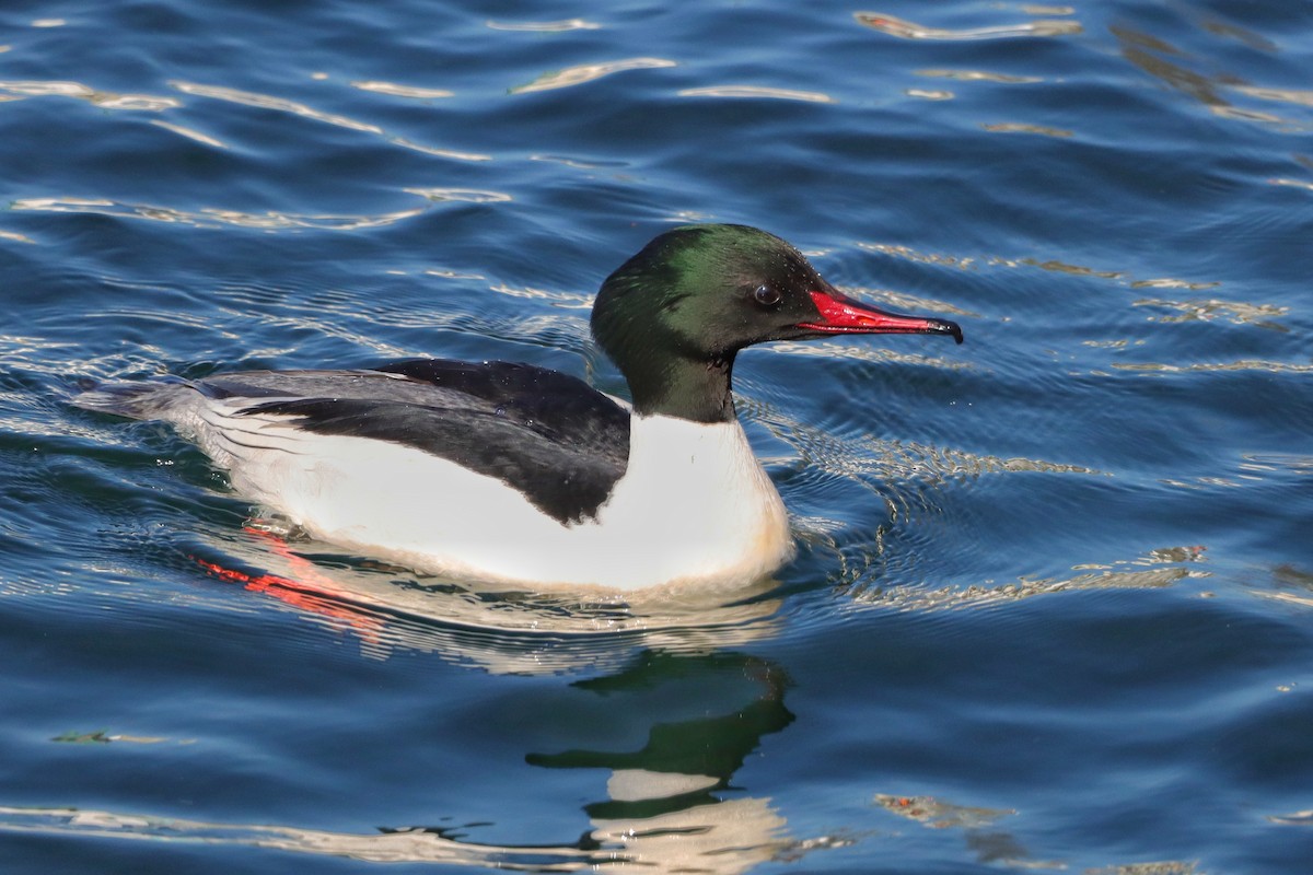 Common Merganser - ML631927048