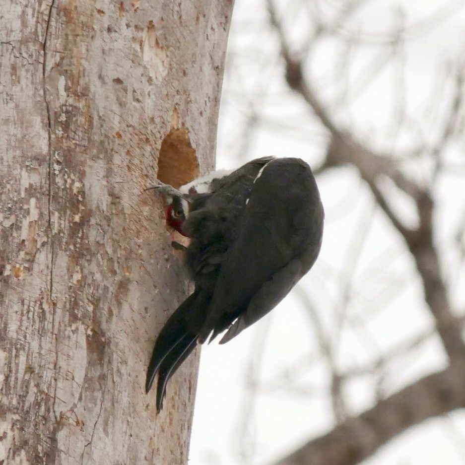 Pileated Woodpecker - ML631927105