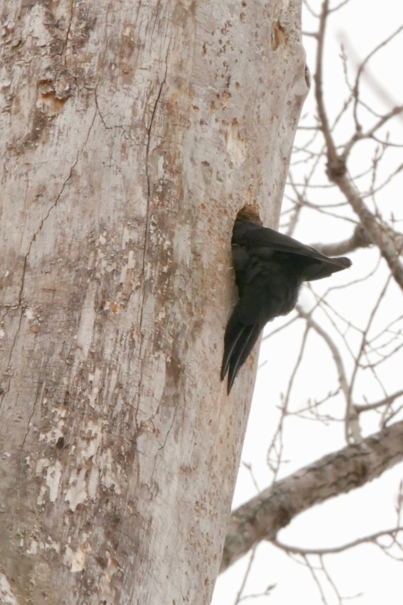 Pileated Woodpecker - ML631927106