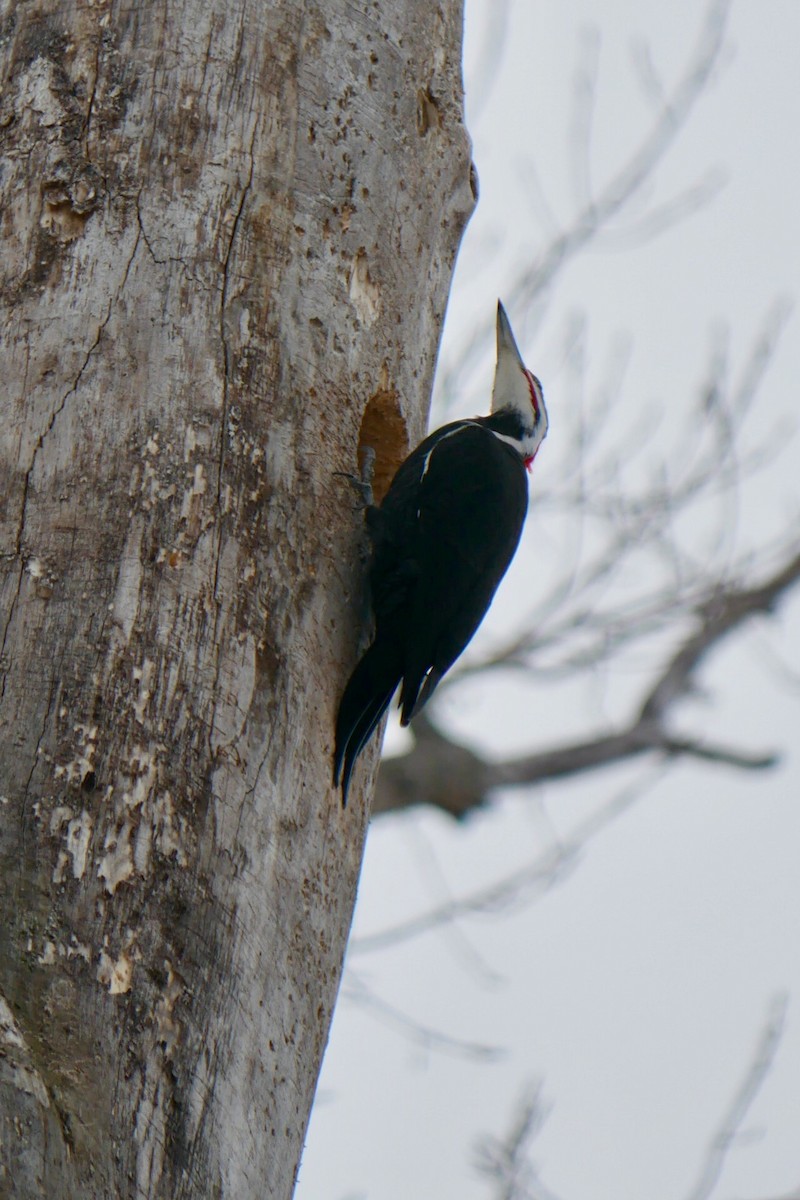 Pileated Woodpecker - ML631927107