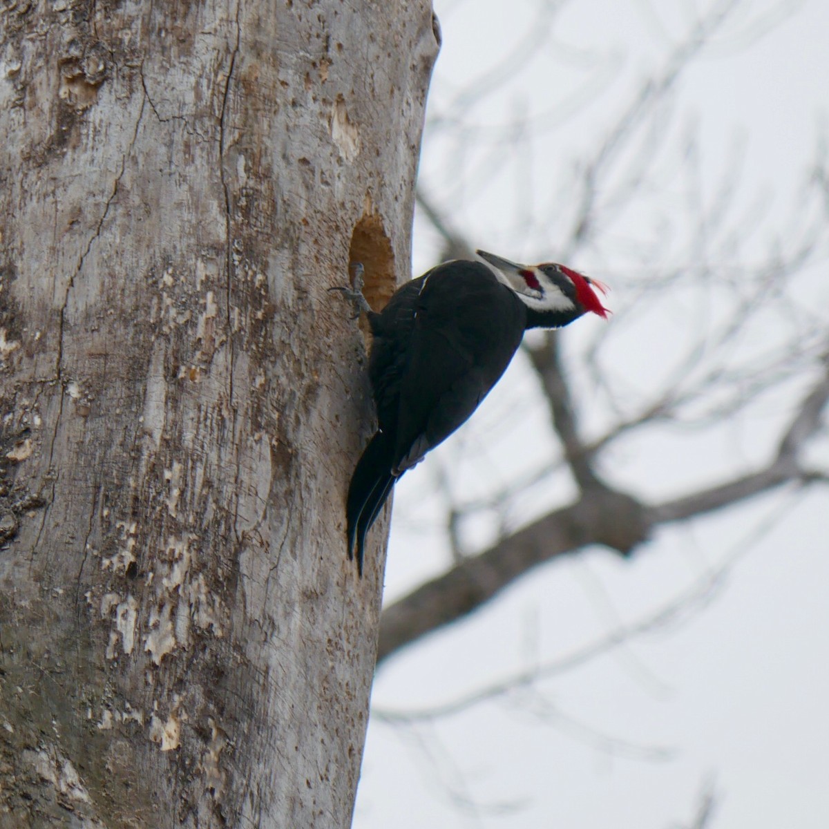 Pileated Woodpecker - ML631927108