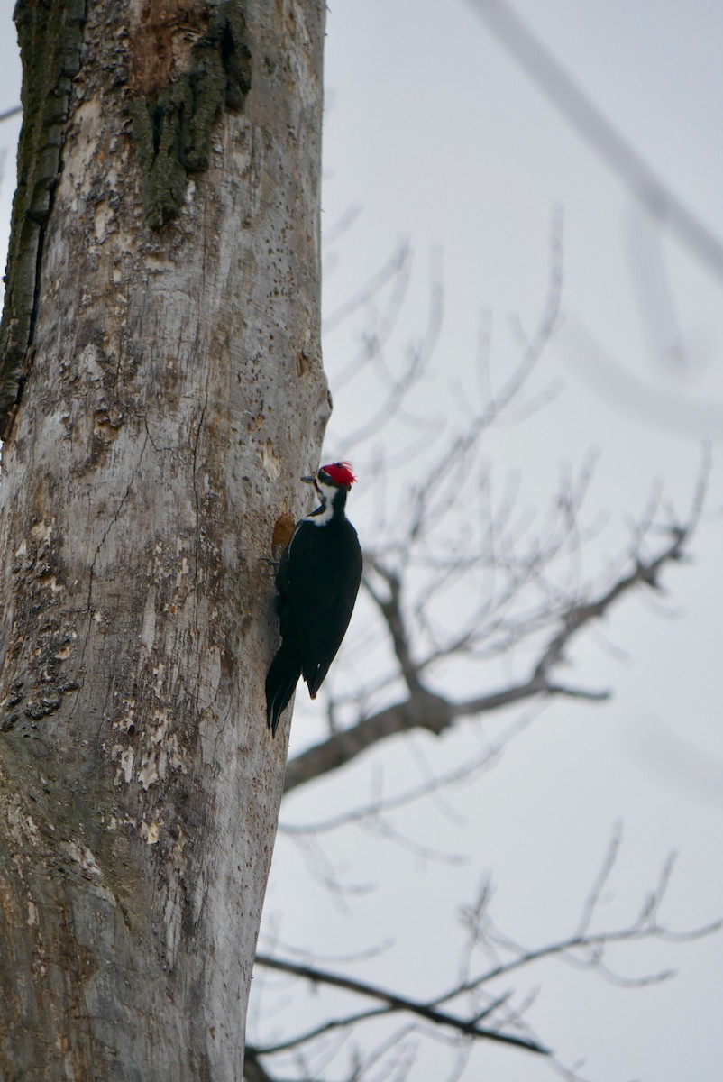 Pileated Woodpecker - ML631927109