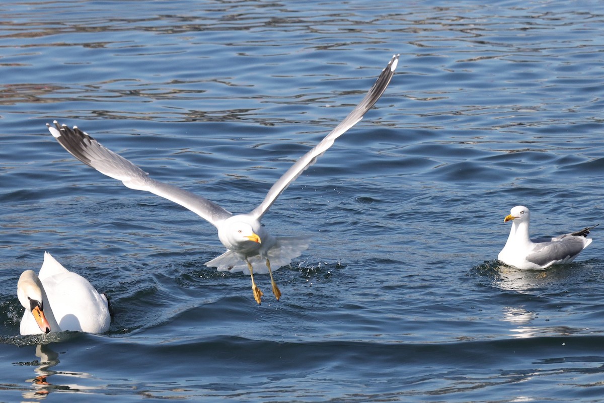 Yellow-legged Gull - ML631927183