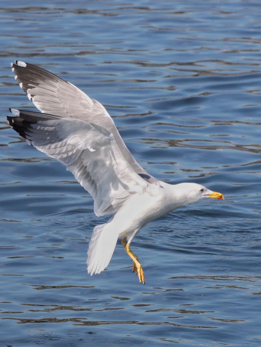 Yellow-legged Gull - ML631927184