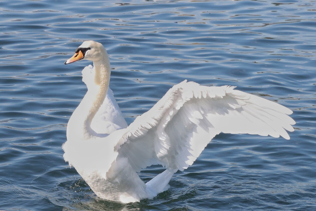 Mute Swan - ML631927284
