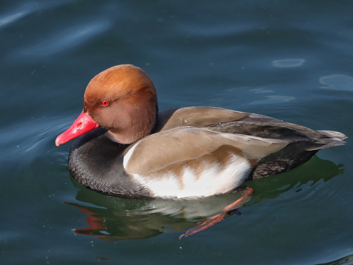 Red-crested Pochard - ML631927446