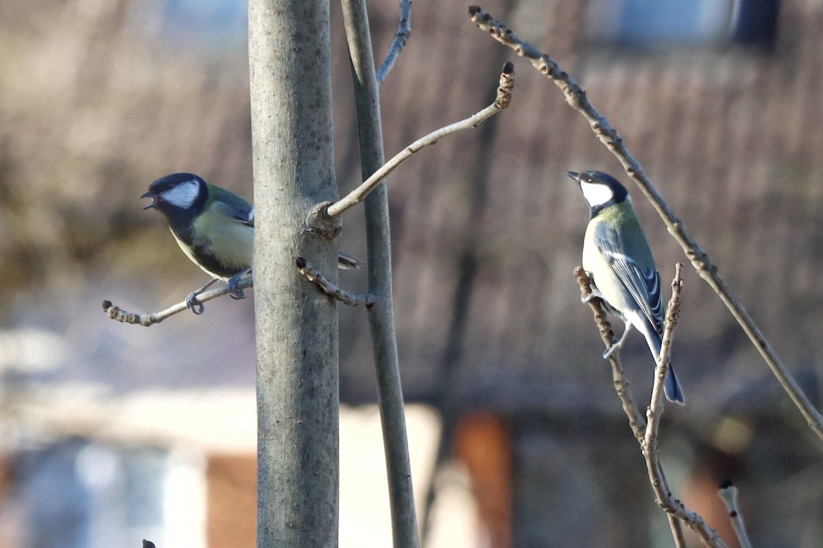 Great Tit - ML631927512