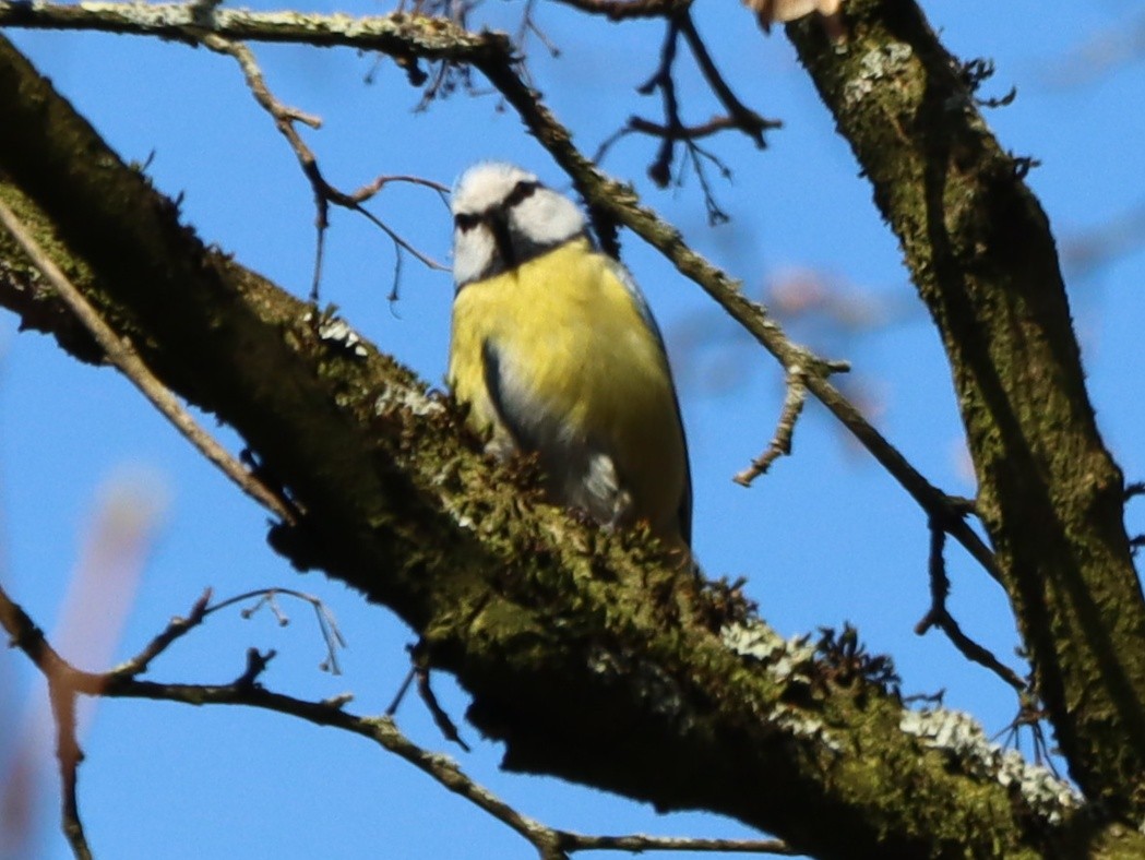 Eurasian Blue Tit - ML631927524
