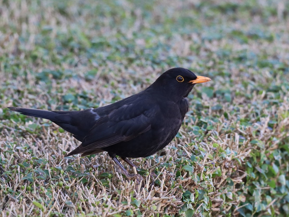 Eurasian Blackbird - ML631927536