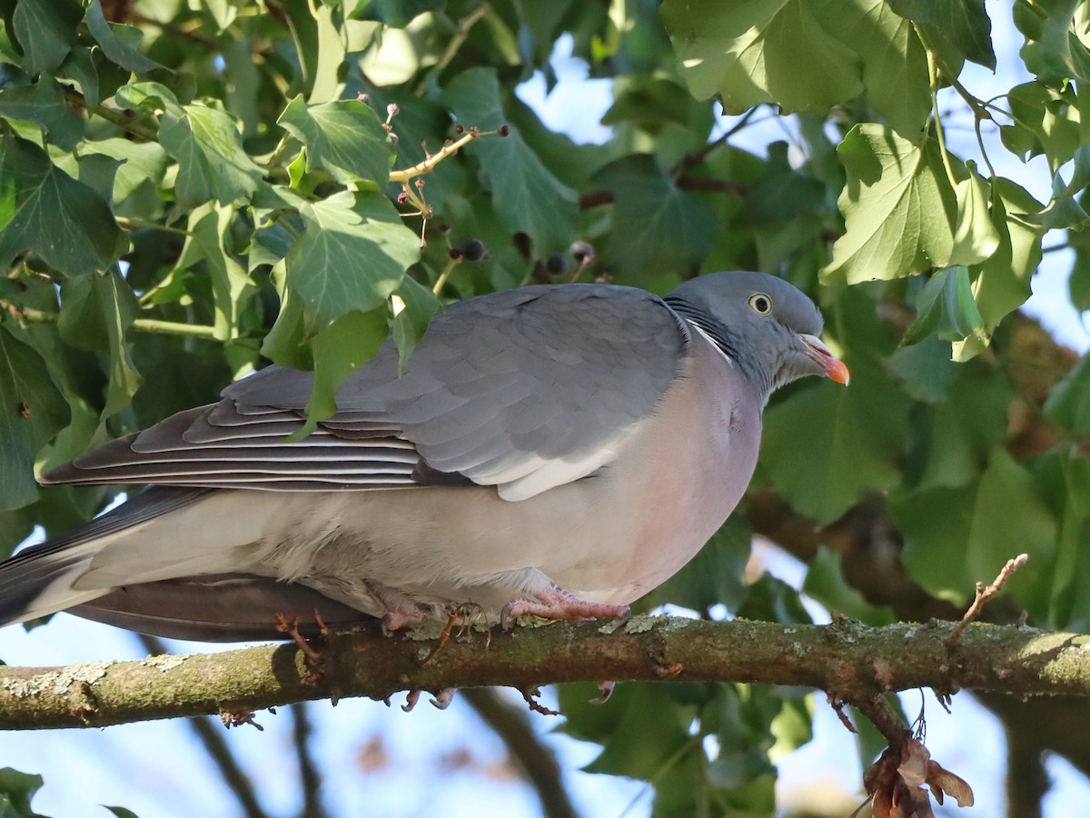 Common Wood-Pigeon - ML631927560