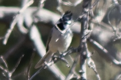 tøylemeis - ML631927576
