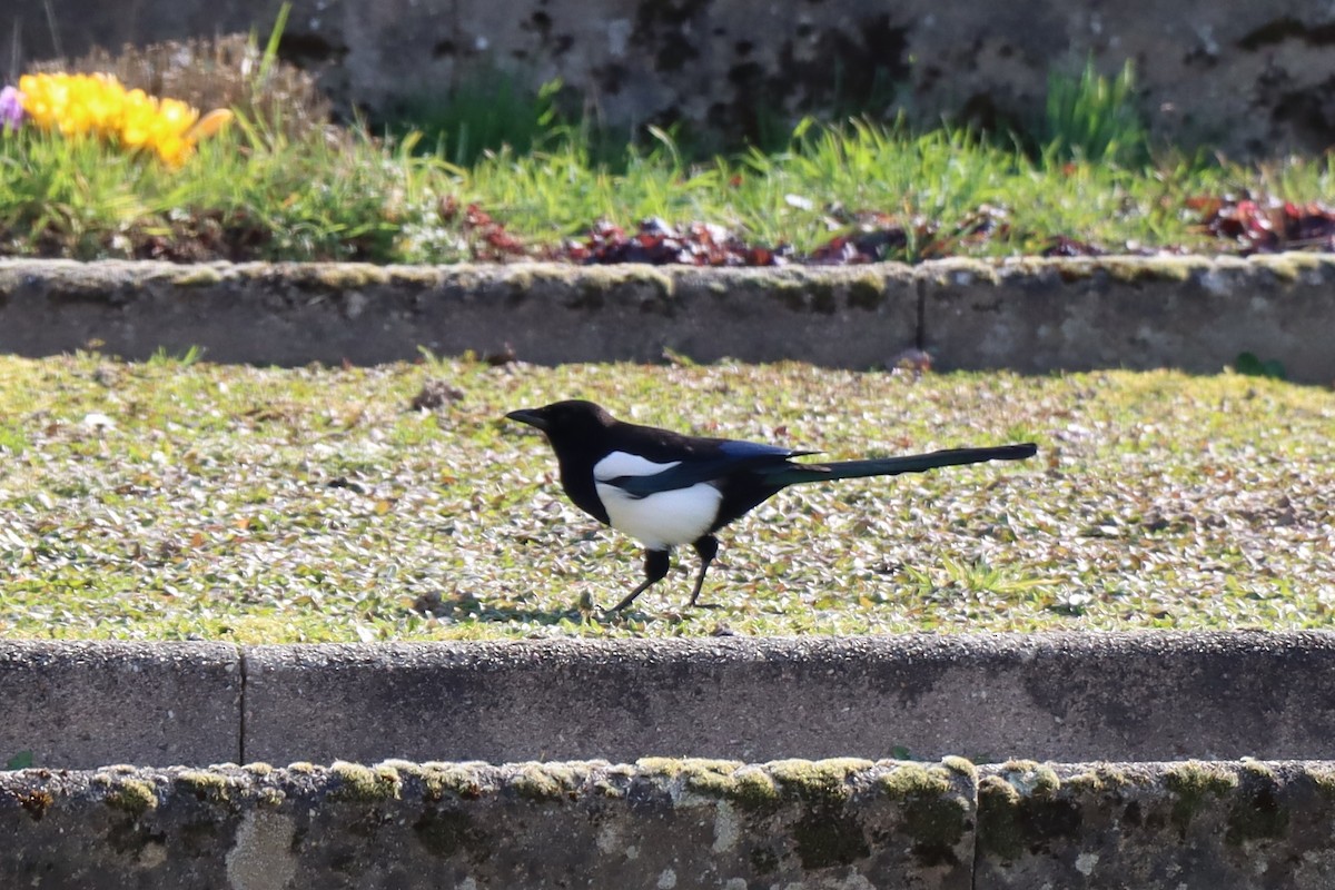 Eurasian Magpie - ML631927596