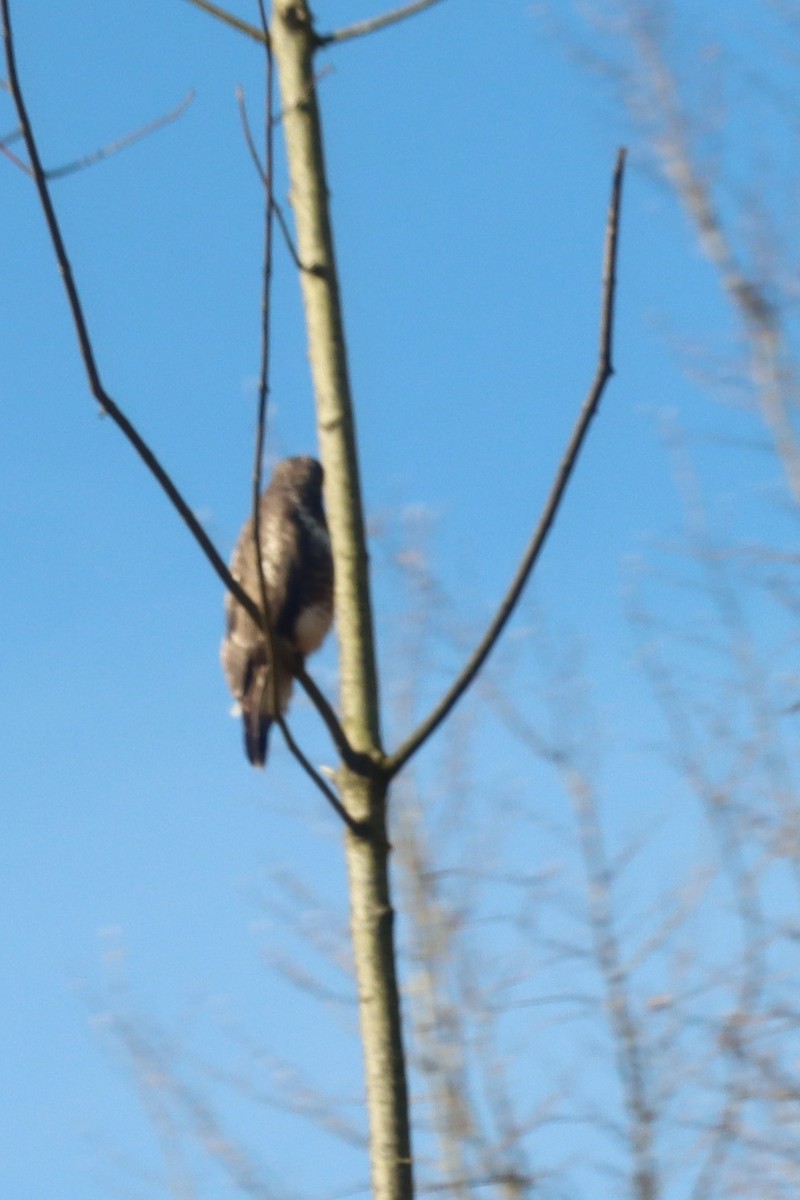 Common Buzzard - ML631927708