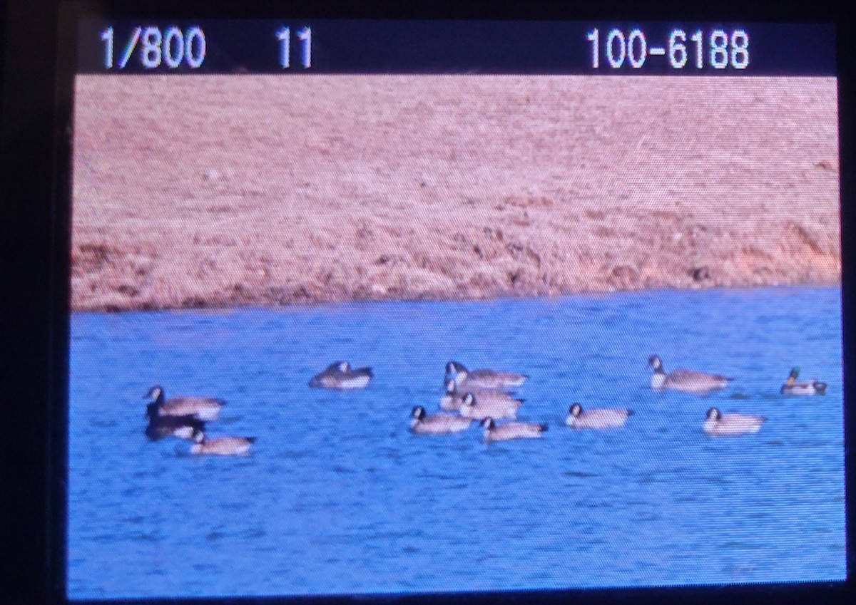 Cackling Goose - ML631928040