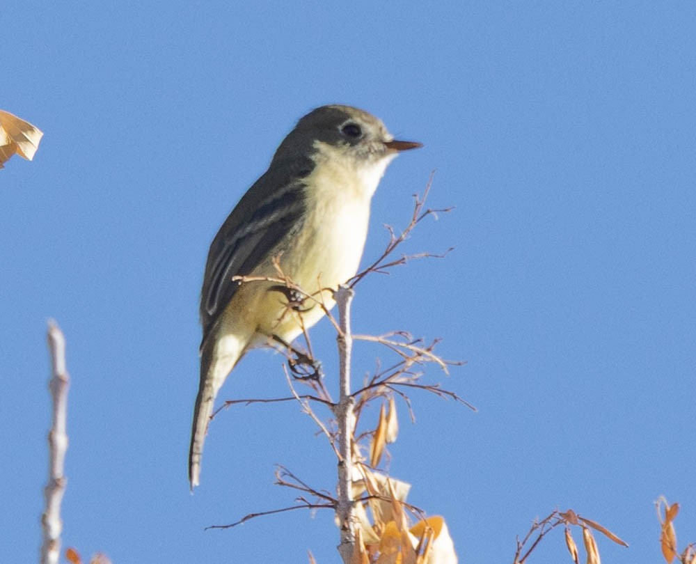 Gray Flycatcher - ML631928160