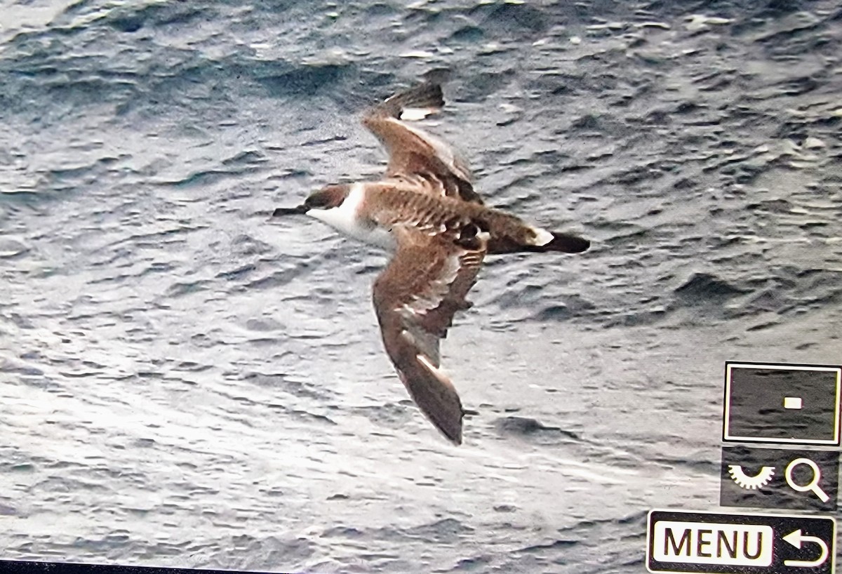 Great Shearwater - ML631928175