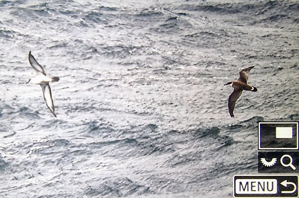 Great Shearwater - ML631928177