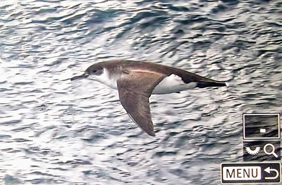 Manx Shearwater - ML631928202