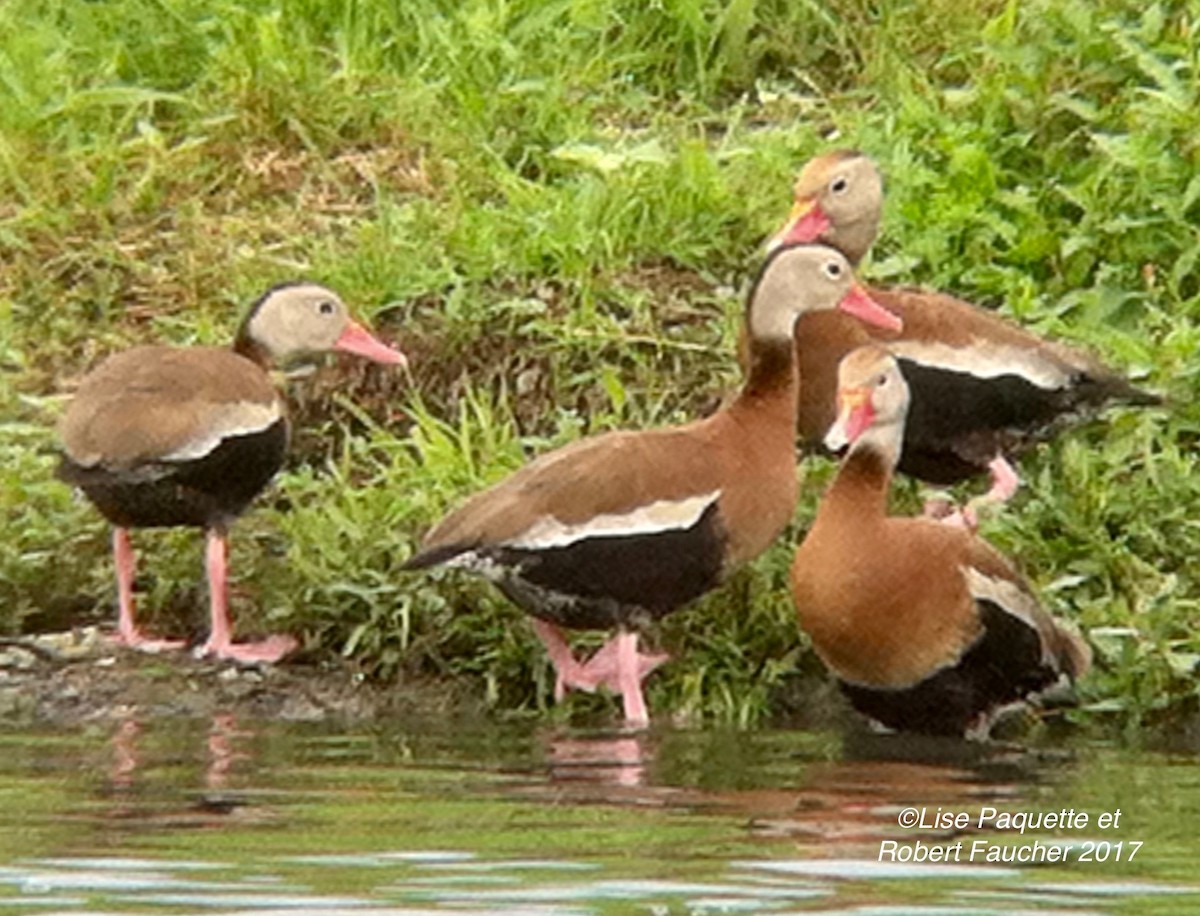 Black-bellied Whistling-Duck - ML63192821