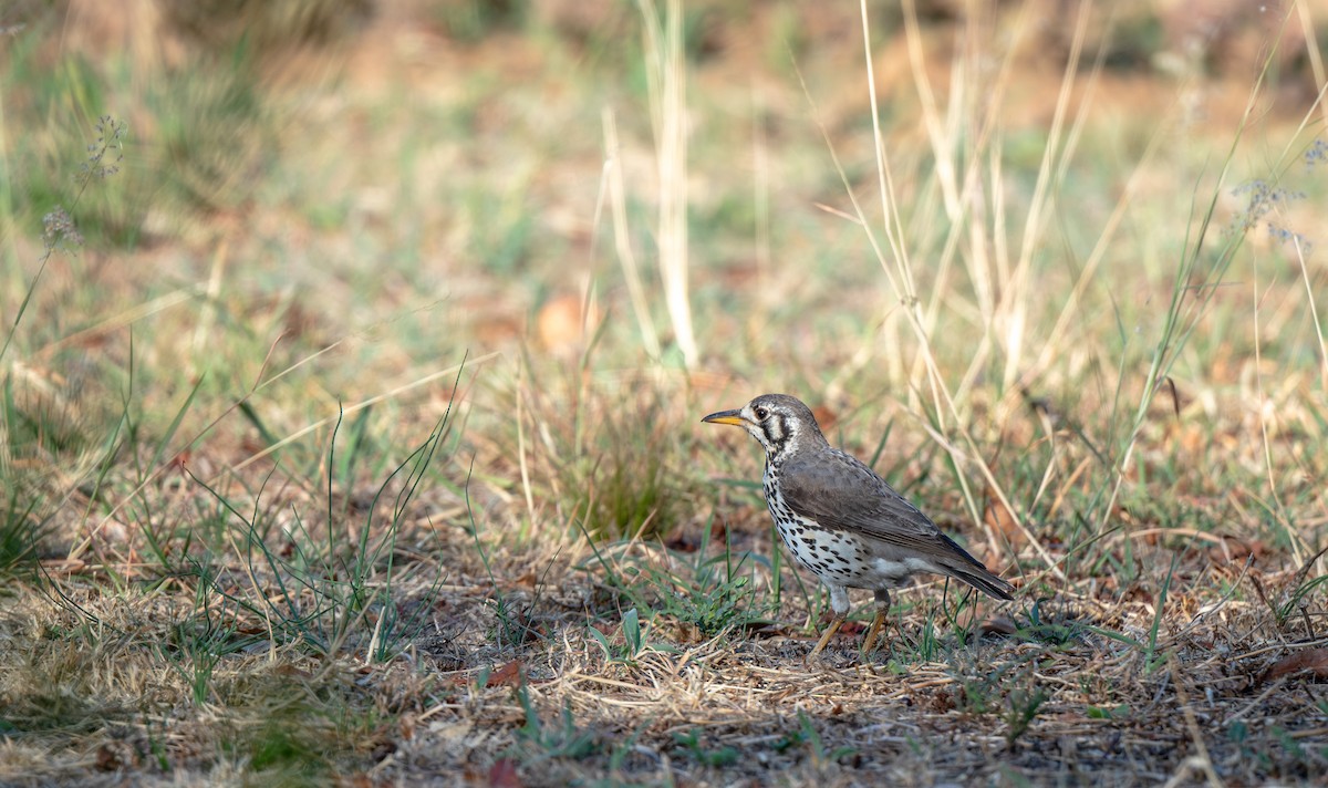 Groundscraper Thrush - ML631928371