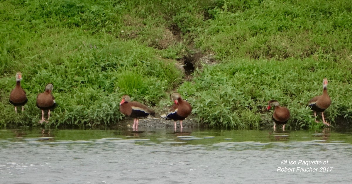 Black-bellied Whistling-Duck - ML63192841