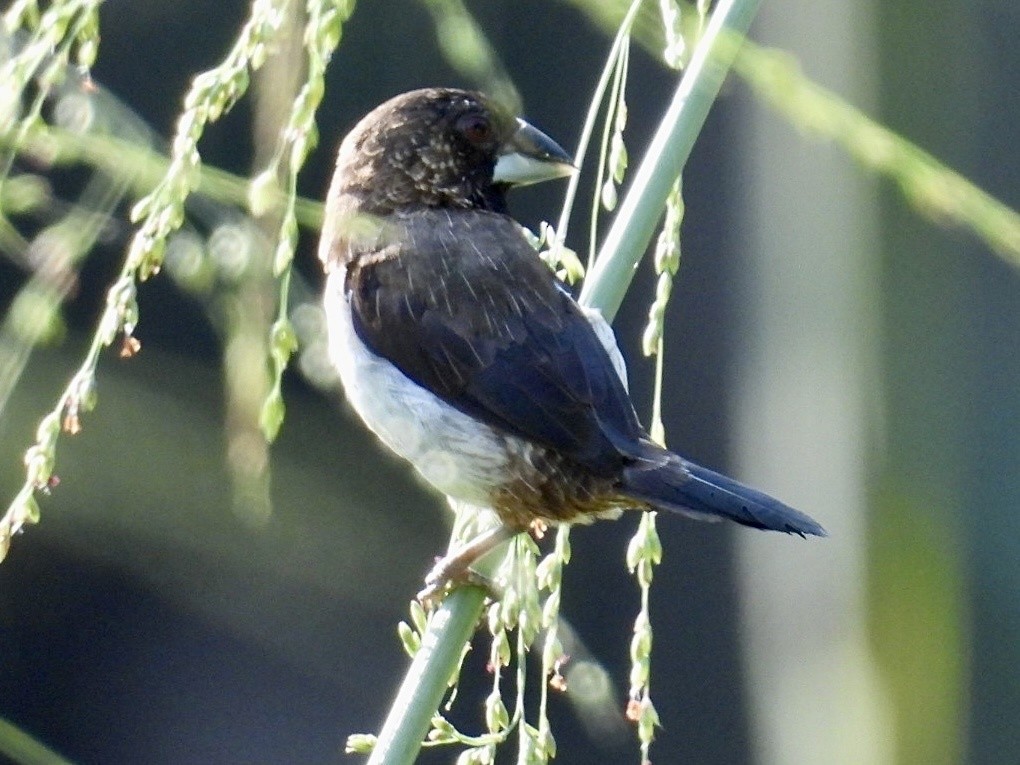White-bellied Munia - ML631928476