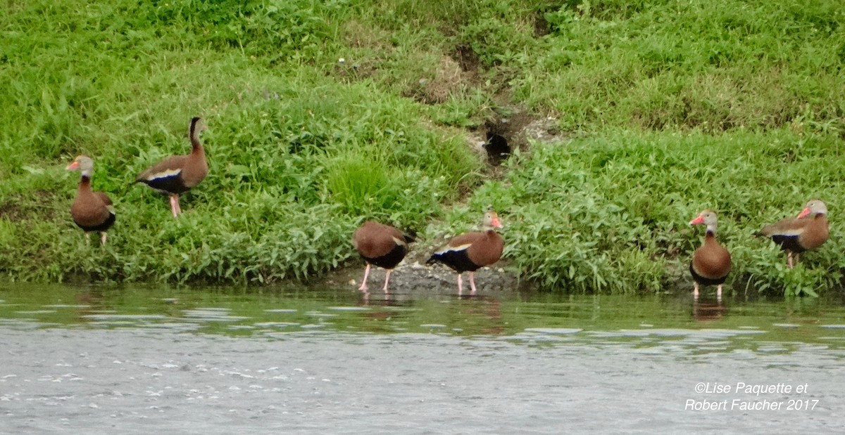 Black-bellied Whistling-Duck - ML63192851