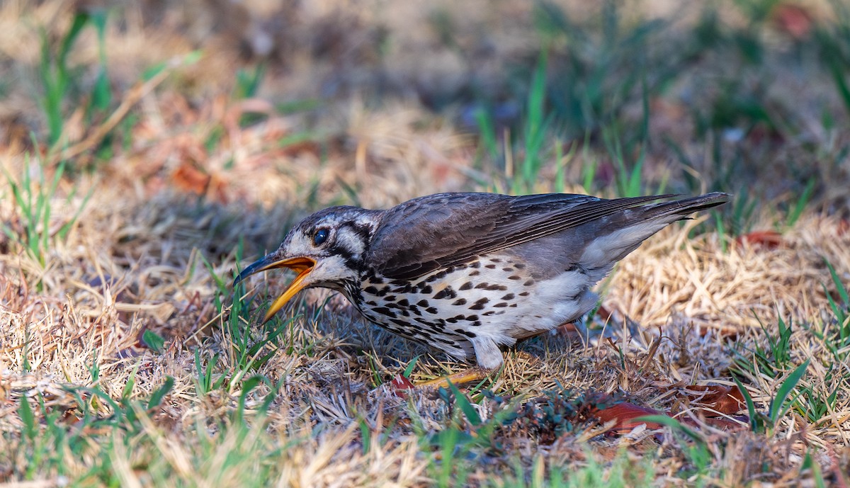Groundscraper Thrush - ML631928562