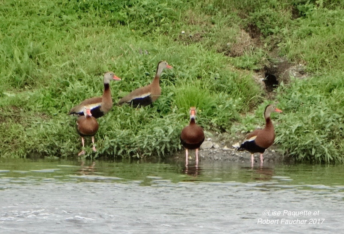 Black-bellied Whistling-Duck - ML63192861