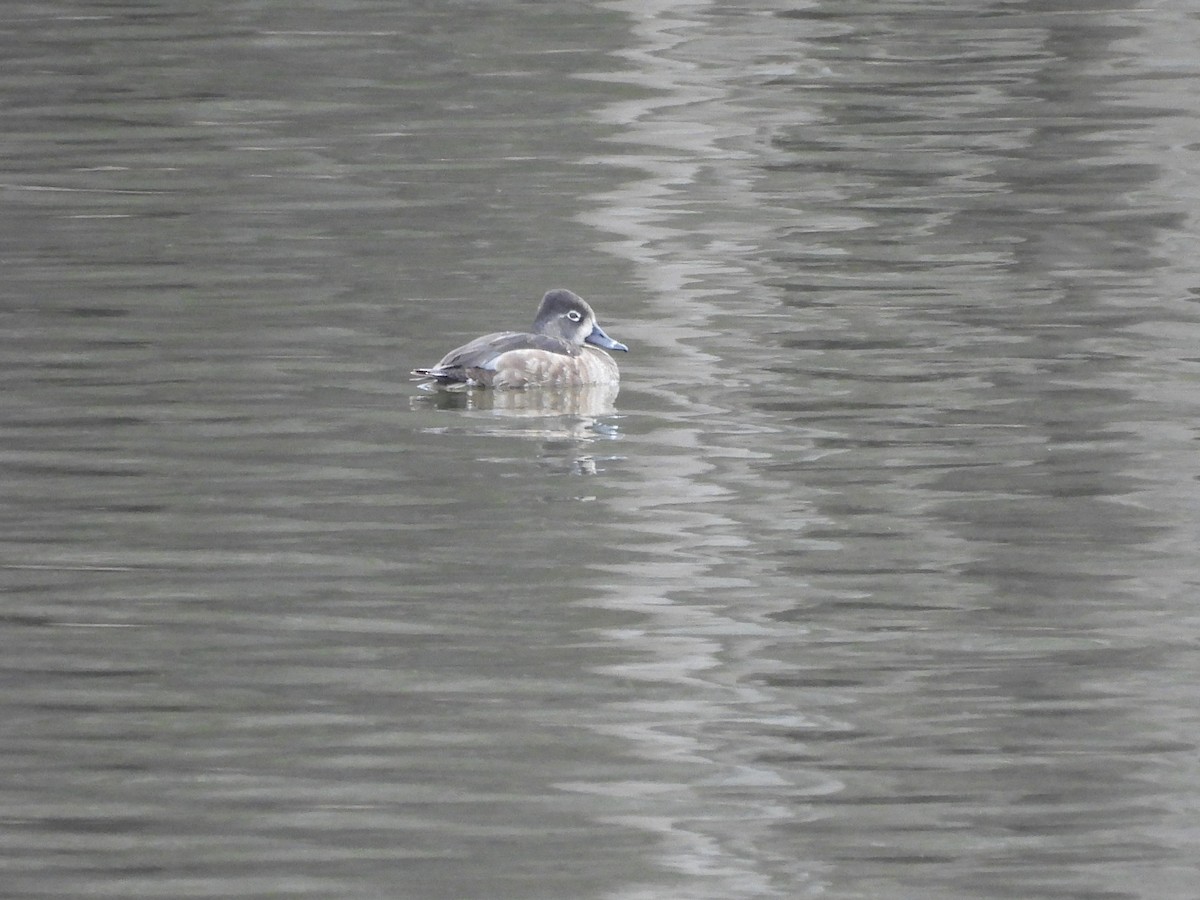 Ring-necked Duck - ML631928624