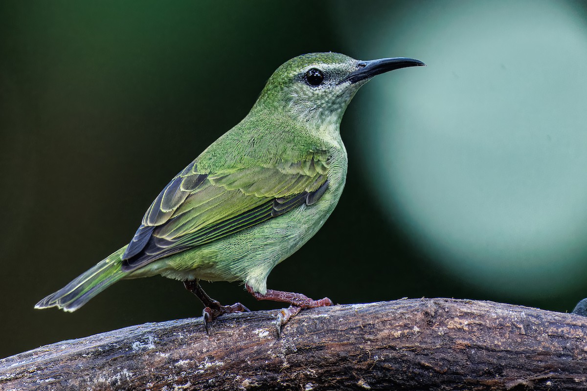 Red-legged Honeycreeper - ML631928629