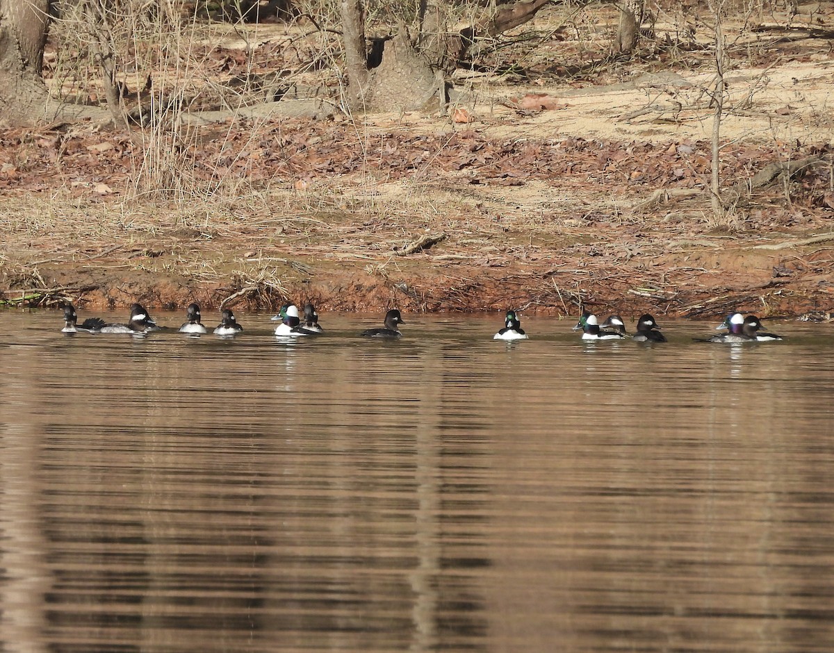 Bufflehead - ML631928646