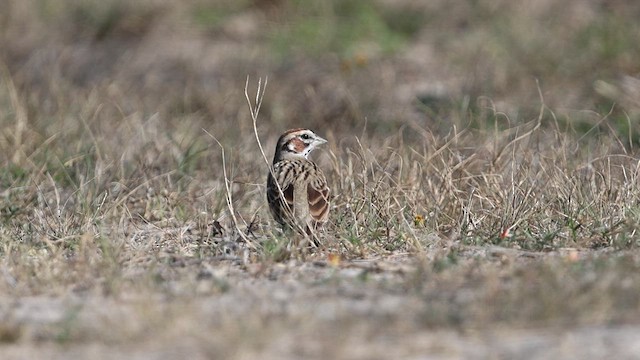 Toygar Serçesi - ML631928697