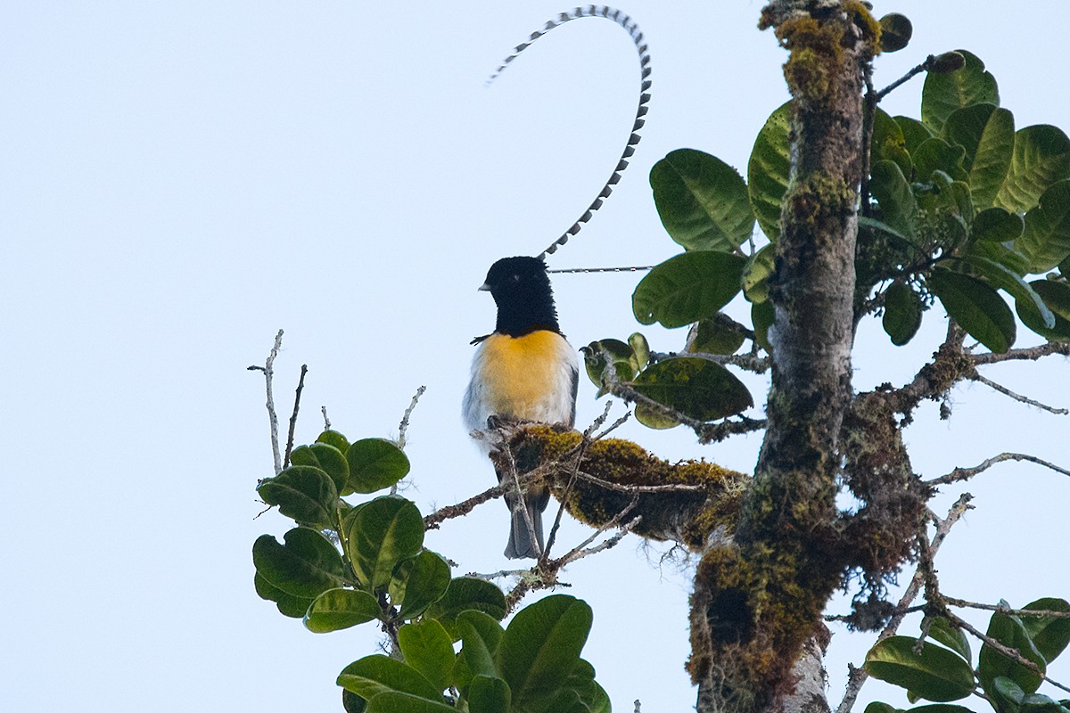 King-of-Saxony Bird-of-Paradise - ML63192871