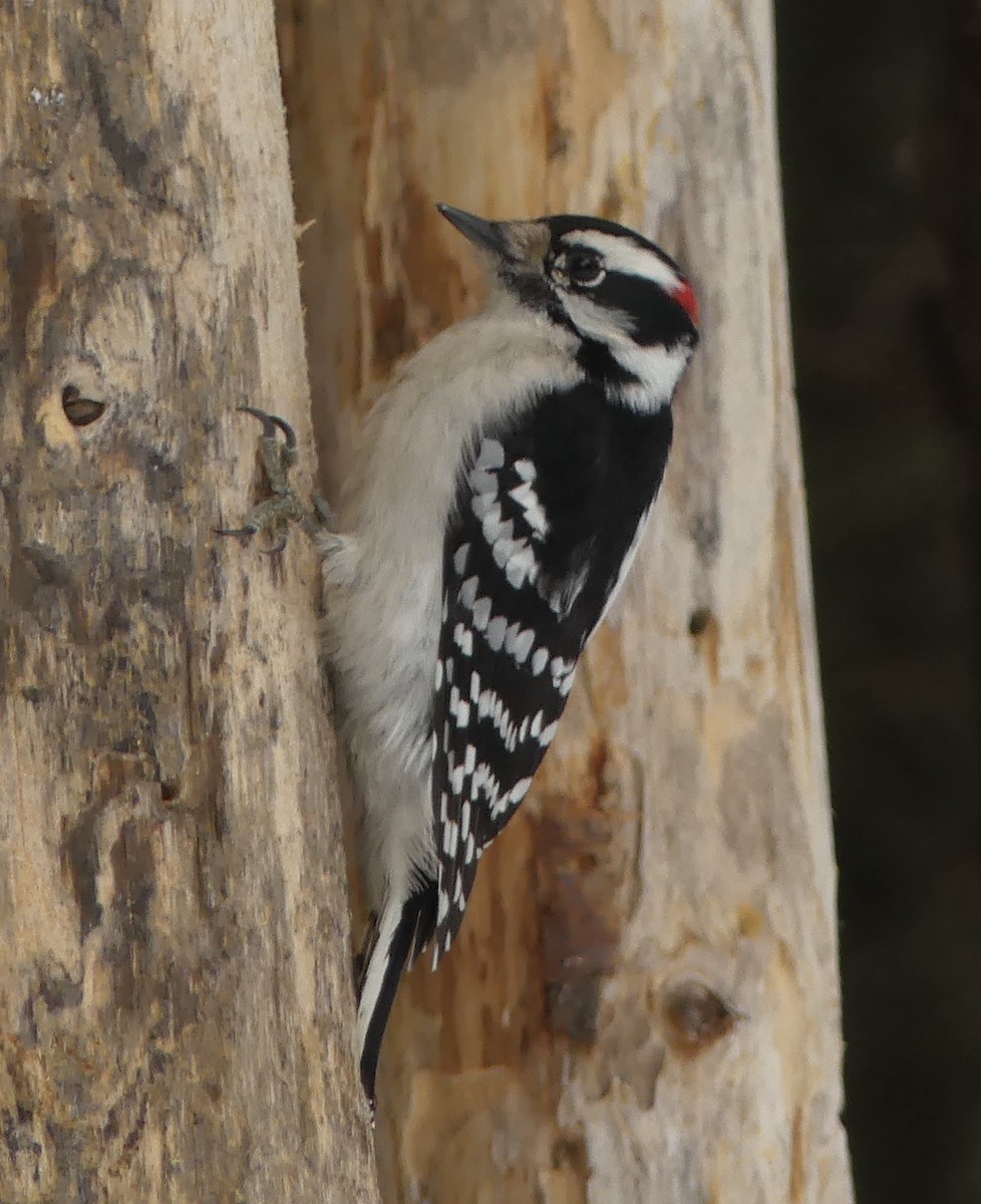 Downy Woodpecker - ML631928773