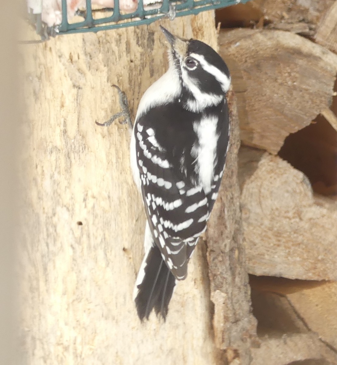 Downy Woodpecker - ML631928774