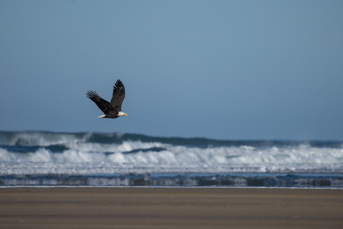 Bald Eagle - ML631929068
